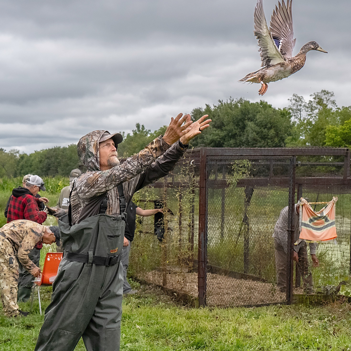 Experience the excitement of waterfowl banding.
