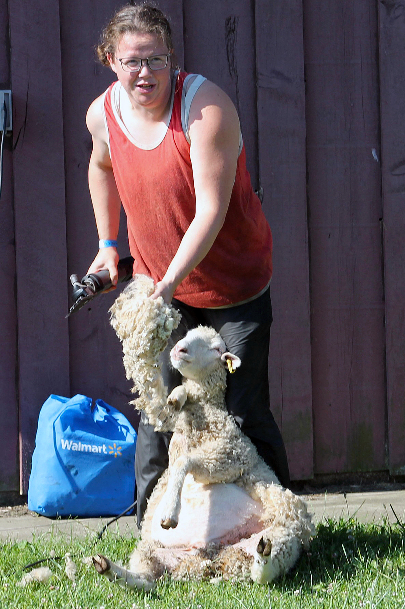 A sheep shearing demonstration takes place during the Kingsville Highland Games at Colasanti's Tropical Gardens.