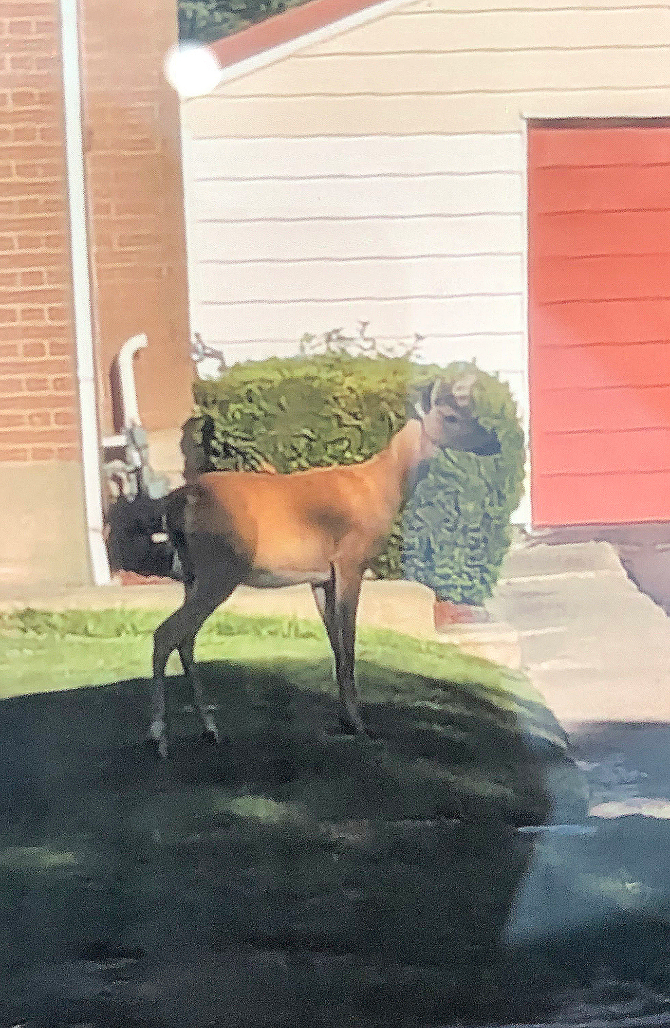 A deer stands in a residential neighbourhood near the Jaarsma home in Leamington a few days before the incident.